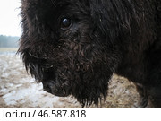 Зубр. Стоковое фото, фотограф Александр Демьянчук / ТАСС / Фотобанк Лори