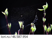 Паук на паутине. Стоковое фото, фотограф Владимир Смирнов / ТАСС / Фотобанк Лори