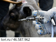 Введение вакцины оленю шприцом. Стоковое фото, фотограф Лев Федосеев / ТАСС / Фотобанк Лори