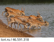 Сайгаки на водопое. Стоковое фото, фотограф Эрик Романенко / ТАСС / Фотобанк Лори