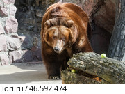Камчатский бурый медведь в вольере. Стоковое фото, фотограф Сергей Савостьянов / ТАСС / Фотобанк Лори