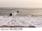 Японский журавль на морском побережье. Стоковое фото, фотограф Юрий Смитюк / ТАСС / Фотобанк Лори