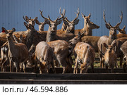 Стадо пятнистых оленей. Стоковое фото, фотограф Юрий Смитюк / ТАСС / Фотобанк Лори