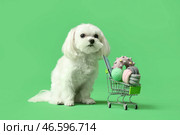 Милый болонский бишон с тележкой для покупок, игрушками и кредитной картой на зеленом фоне. Стоковое фото, фотограф Pixel_shot / Фотобанк Лори