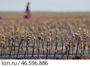 Черенки винограда в школках. Стоковое фото, фотограф Сергей Мальгавко / ТАСС / Фотобанк Лори