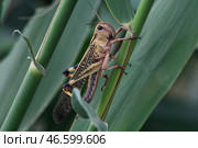 Саранча на растении. Стоковое фото, фотограф Роман Соколов / ТАСС / Фотобанк Лори