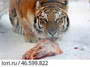 Тигр с куском мяса. Стоковое фото, фотограф Кирилл Кухмарь / ТАСС / Фотобанк Лори