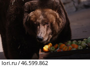 Камчатский бурый медведь у ящика с фруктами и овощами. Стоковое фото, фотограф Сергей Бобылев / ТАСС / Фотобанк Лори