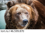 Камчатский бурый медведь. Стоковое фото, фотограф Сергей Савостьянов / ТАСС / Фотобанк Лори