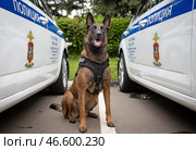Служебная собака у полицейских автомобилей. Стоковое фото, фотограф Станислав Красильников / ТАСС / Фотобанк Лори