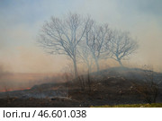 Деревья, выжженные лесным пожаром. Стоковое фото, фотограф Юрий Смитюк / ТАСС / Фотобанк Лори
