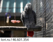 Серый попугай на жердочке. Стоковое фото, фотограф Наталия Федосенко / ТАСС / Фотобанк Лори