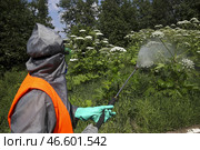 Опрыскивание борщевика ядохимикатами. Стоковое фото, фотограф Сергей Савостьянов / ТАСС / Фотобанк Лори