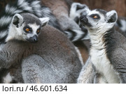 Кошачьи лемуры. Стоковое фото, фотограф Артем Геодакян / ТАСС / Фотобанк Лори