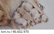 Labrador is breastfeeding newborn puppies. Стоковое видео, видеограф Михаил Коханчиков / Фотобанк Лори