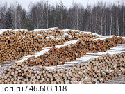 Заготовленные бревна. Стоковое фото, фотограф Александр Рюмин / ТАСС / Фотобанк Лори