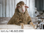 Ягненок в стойле. Стоковое фото, фотограф Сергей Мальгавко / ТАСС / Фотобанк Лори
