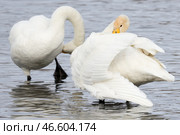 Лебеди-кликуны. Стоковое фото, фотограф Кирилл Кухмарь / ТАСС / Фотобанк Лори
