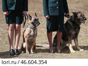 Служебные собаки у ног сотрудниц кинологической службы. Стоковое фото, фотограф Донат Сорокин / ТАСС / Фотобанк Лори