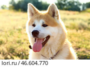 Смешная собака акита-ину на улице, крупным планом. Стоковое фото, фотограф Pixel_shot / Фотобанк Лори