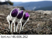 Цветы прострела раскрытого. Стоковое фото, фотограф Сергей Мальгавко / ТАСС / Фотобанк Лори