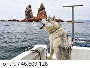 Приморский край. Собака породы хаски на катере у островов Верховского в заливе Петра Великого в Японском море. Стоковое фото, фотограф Юрий Смитюк / ТАСС / Фотобанк Лори