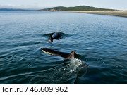 Косатки в воде. Стоковое фото, фотограф Юрий Смитюк / ТАСС / Фотобанк Лори