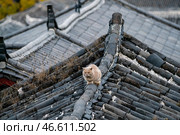 Китай. Кот на крыше дома. Стоковое фото, фотограф Артем Иванов / ТАСС / Фотобанк Лори