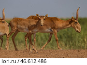 Сайгаки. Стоковое фото, фотограф Эрик Романенко / ТАСС / Фотобанк Лори