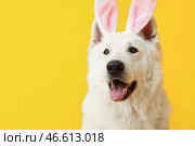 Смешная белая собака с кроличьими ушами на желтом фоне, крупным планом. Стоковое фото, фотограф Pixel_shot / Фотобанк Лори
