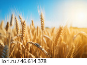 Золотое пшеничное поле с созревшими колосьями, колышущимися под ярким голубым небом. Стоковое AI-изображение, AI-художник Anna Leeva / Фотобанк Лори