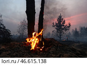 Горящие деревья. Стоковое фото, фотограф Александр Рюмин / ТАСС / Фотобанк Лори