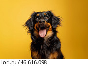 Весёлая собака той-терьер на жёлтом фоне. Стоковое AI-изображение, AI-художник Anna Leeva / Фотобанк Лори