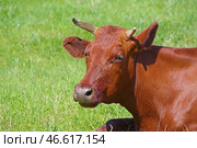 Большая красивая корова на лугу. Big and beautiful cow on a green meadow. Стоковое фото, фотограф Татьяна Д / Фотобанк Лори