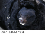 Черный гималайский медведь. Стоковое фото, фотограф Сергей Бобылев / ТАСС / Фотобанк Лори
