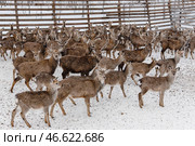 Олени в загоне. Стоковое фото, фотограф Николай Михальченко / ТАСС / Фотобанк Лори