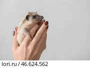 Женщина держит милого ежика на светлом фоне. Стоковое фото, фотограф Pixel_shot / Фотобанк Лори