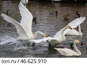 Лебеди-кликуны и кряквы на водоеме. Стоковое фото, фотограф Кирилл Кухмарь / ТАСС / Фотобанк Лори