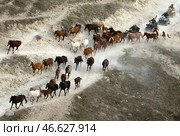 Табун лошадей. Стоковое фото, фотограф Сергей Мальгавко / ТАСС / Фотобанк Лори