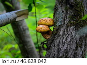 Грибы, растущие на дереве. Стоковое фото, фотограф Юрий Смитюк / ТАСС / Фотобанк Лори