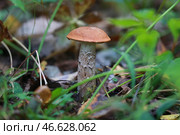 Подосиновик. Стоковое фото, фотограф Владимир Смирнов / ТАСС / Фотобанк Лори