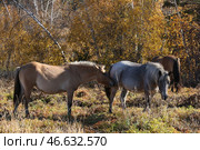 Пасущиеся лошади. Стоковое фото, фотограф Юрий Смитюк / ТАСС / Фотобанк Лори