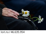 Сорванные ромашки. Стоковое фото, фотограф Юрий Смитюк / ТАСС / Фотобанк Лори