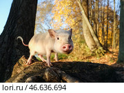 Карликовая домашняя свинья в парке. Стоковое фото, фотограф Антон Новодережкин / ТАСС / Фотобанк Лори