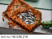 Мальки кеты в подсачке. Стоковое фото, фотограф Юрий Смитюк / ТАСС / Фотобанк Лори