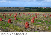 Мешки с картофелем во время уборки урожая в поле. Стоковое фото, фотограф Юрий Смитюк / ТАСС / Фотобанк Лори