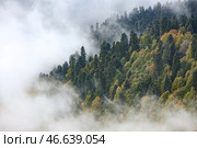 Лес, окутанный туманом. Стоковое фото, фотограф Дмитрий Феоктистов / ТАСС / Фотобанк Лори