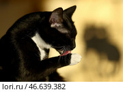 Черная кошка с белыми пятнами. Стоковое фото, фотограф Валерий Шарифулин / ТАСС / Фотобанк Лори