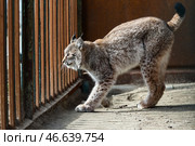 Рысь в вольере. Стоковое фото, фотограф Дмитрий Ягодкин / ТАСС / Фотобанк Лори