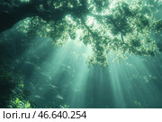 A mysterious forest filled with soft greenish light. The sun's rays break through the dense foliage of a massive tree, creating a magical atmosphere. Below, you can see lush vegetation covered in shadow, which gives the scene a sense of depth and tranquility. The light rays add a magical and peaceful effect, creating the impression of an untouched corner of nature, where harmony and silence reign. This shot resembles a scene from a fairy tale or a fantasy film. Стоковое AI-изображение, AI-художник Анна Кривицкая / Фотобанк Лори